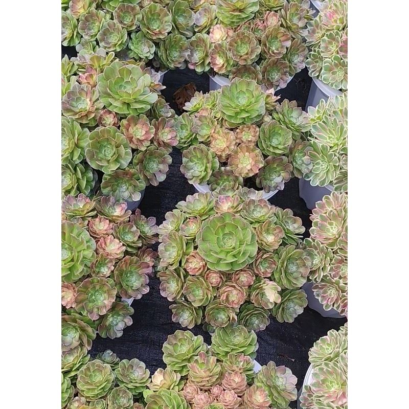 Aeonium Sea King's Colorful Mage best