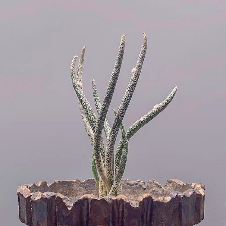 Astrophytum Caput-medusae factory