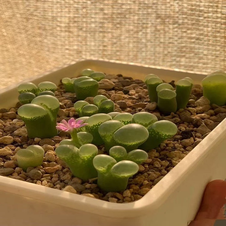 Conophytum Friedrichiae (Dinter) Schwantes best