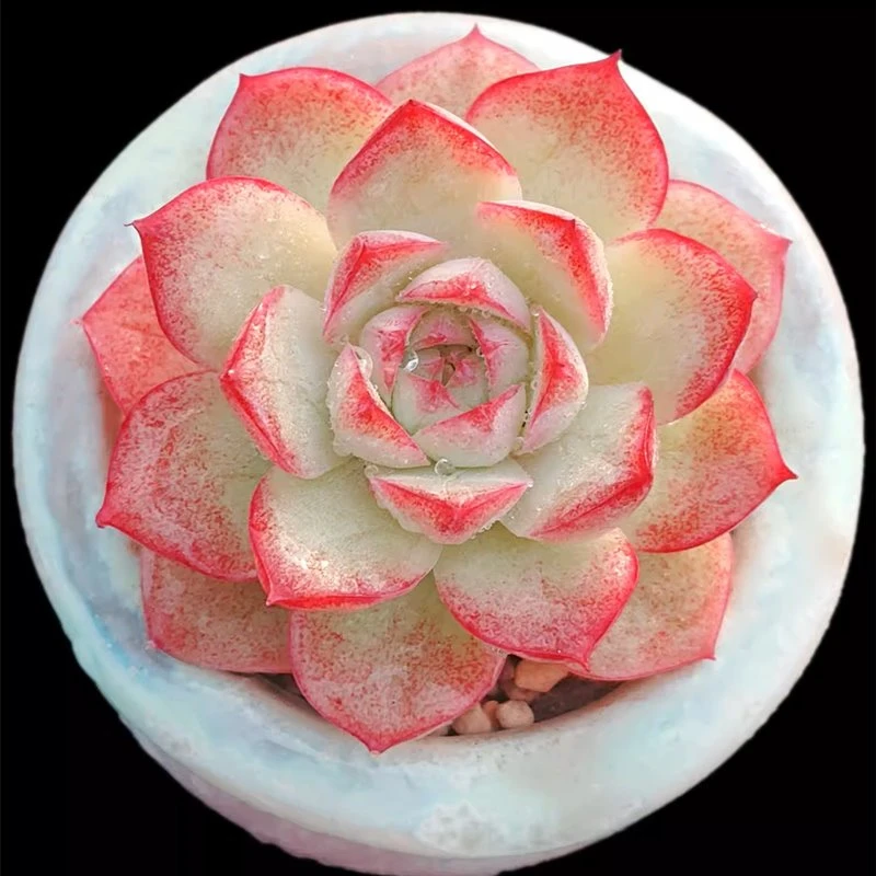 Echeveria Bow