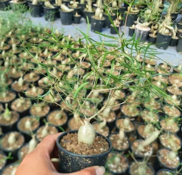 Euphorbia Hedyotoides best