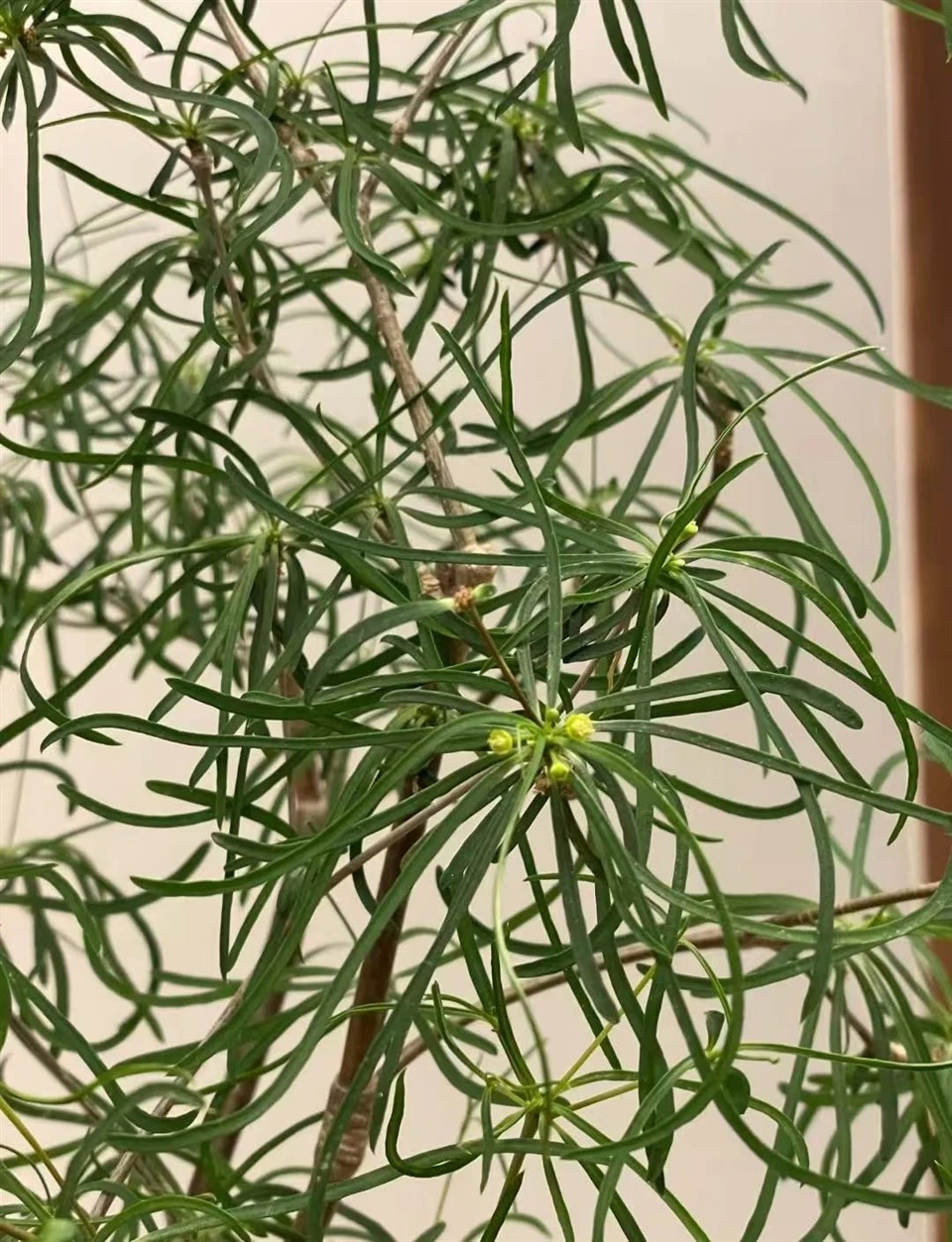Euphorbia Hedyotoides suppliers