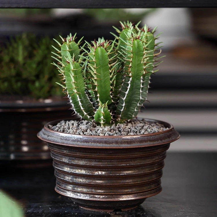 Euphorbia Mlanjeana best