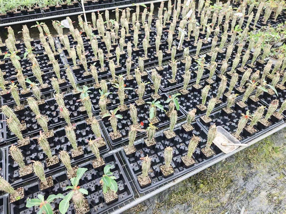 Pachypodium Lamerei suppliers